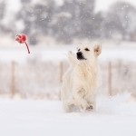 Grace_140118-03937_web1000